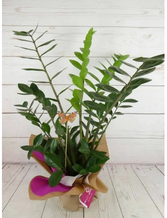 Planta de Zamioculca Mediana