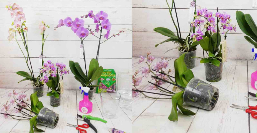 Cuidados de las Orquídeas Phalenopsis