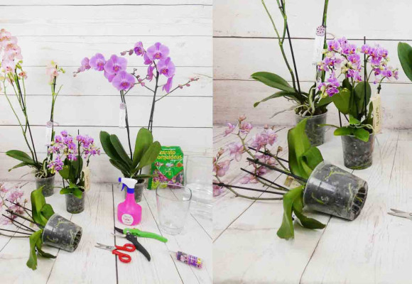 Cuidados de las Orquídeas Phalenopsis