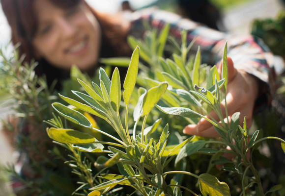 Cómo cuidar tus flores para que duren más