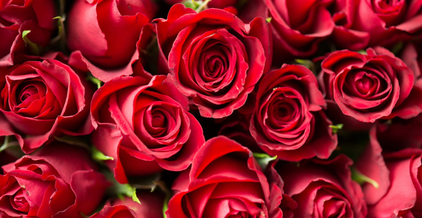 Rosas y su significado